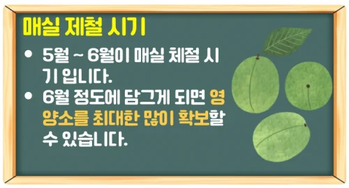 매실 효능 10가지와 제철시기 (매실청 담그기 좋은 시기)