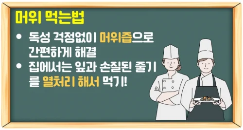 머위 효능 6가지와 독성 피해 먹는법 (암과 당뇨 예방)