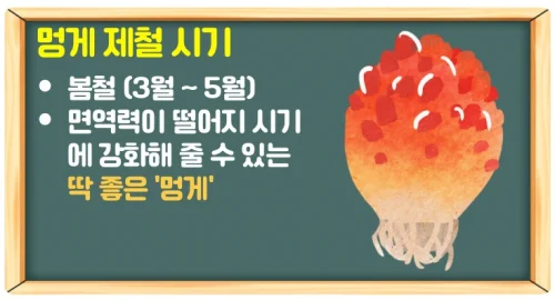 멍게 효능 10가지와 제철시기 (면역력과 탈모 예방)