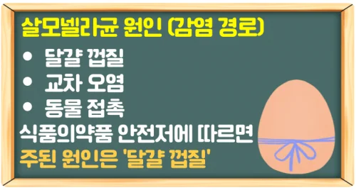 살모넬라균 식중독 증상 감염은 가열로 예방 (장염에 걸렸다면?)