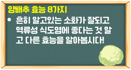 양배추 효능 8가지 꾸준히 먹는 법은 양배추 즙과 효소로 가능