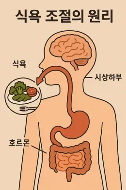 2025년 식욕 조절의 원리 4가지 왜 자꾸 먹고 싶을까?