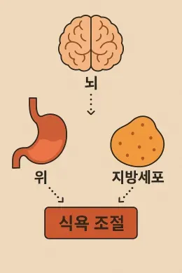2025년 식욕 조절의 원리 4가지 왜 자꾸 먹고 싶을까?