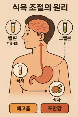 2025년 식욕 조절의 원리 4가지 왜 자꾸 먹고 싶을까?